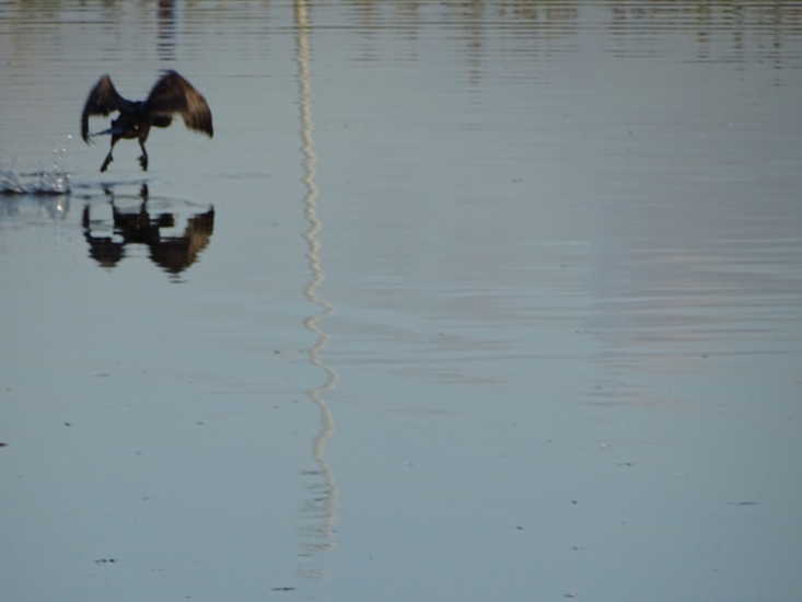 Kinderdijk nov. 2017