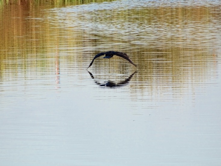 Kinderdijk nov. 2017
