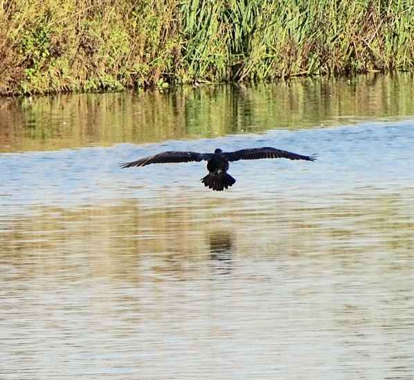 Kinderdijk nov. 2017
