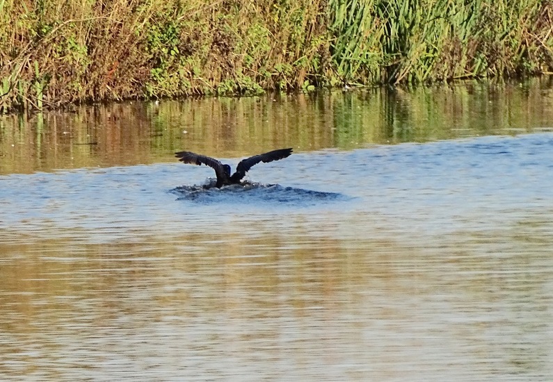 Kinderdijk nov. 2017