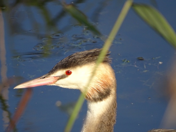 Kinderdijk nov. 2017