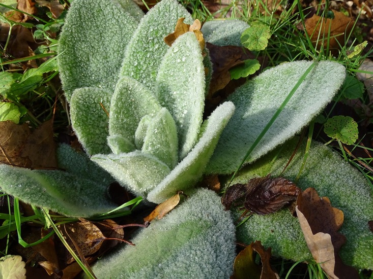 Verbascum