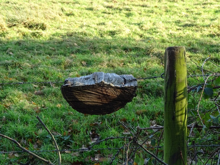 Prikkeldraadkunst.