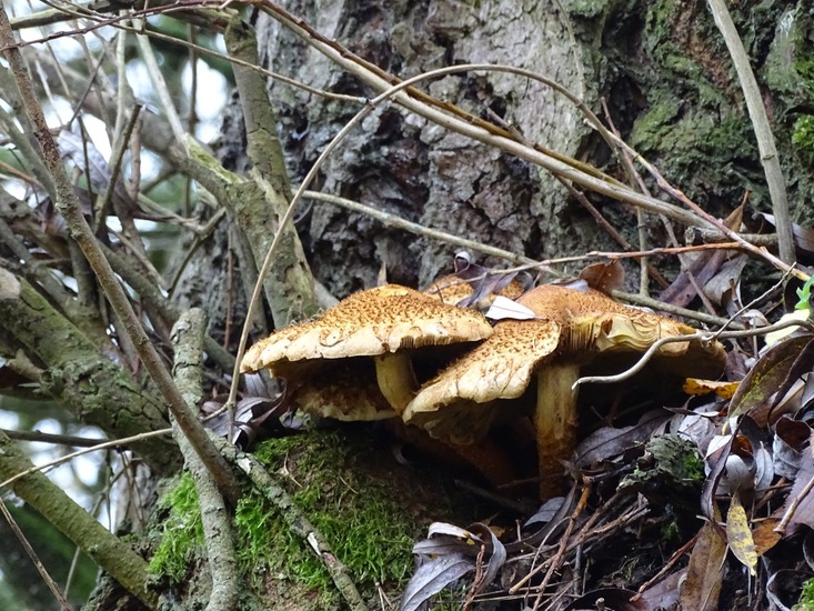 Schubbige bundelzwam.