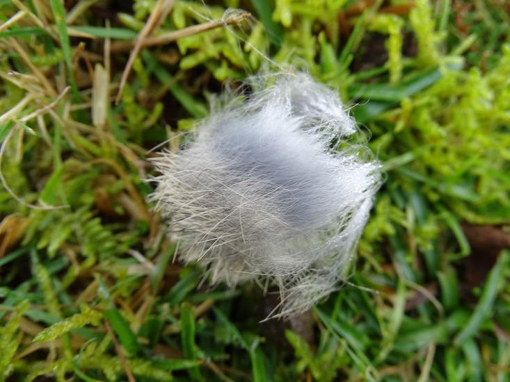 Onder vacht van Konijn.