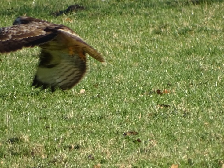 Buizerd, febr 2018.