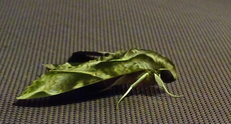 Nachtuil, op de boot.