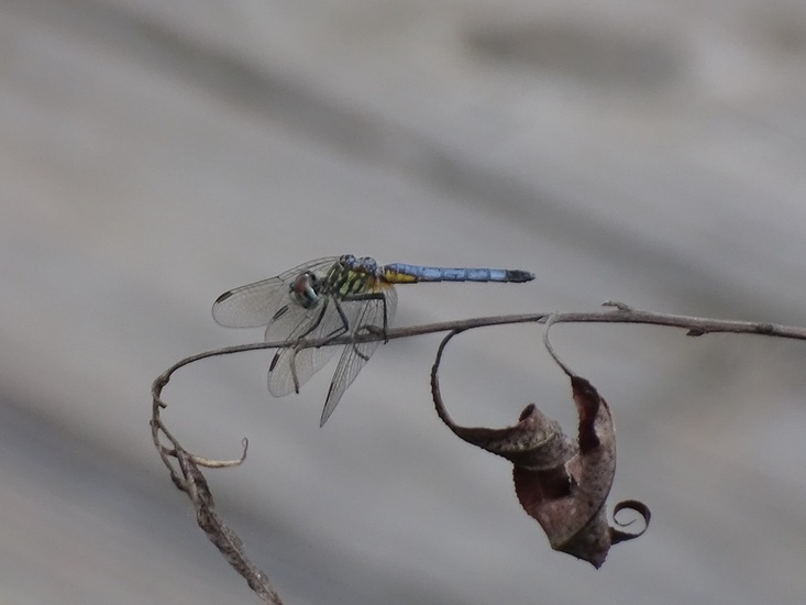 (Pachydiplax longipennis)