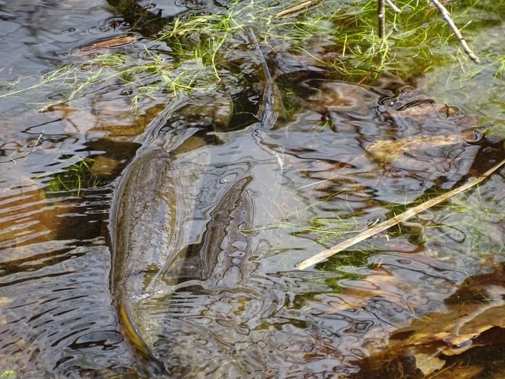 Surae 2018 begin april.