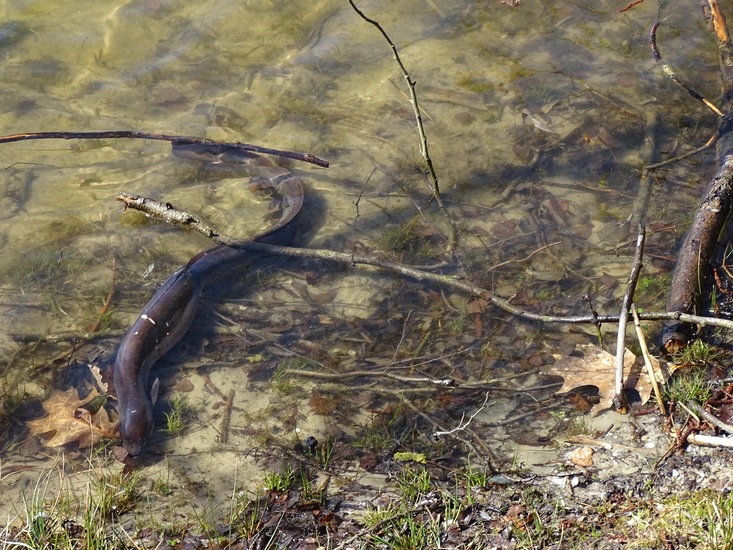 Surae 2018 begin april.