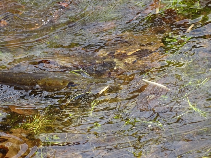 Surae 2018 begin april.