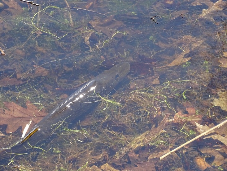 Surae 2018 begin april.