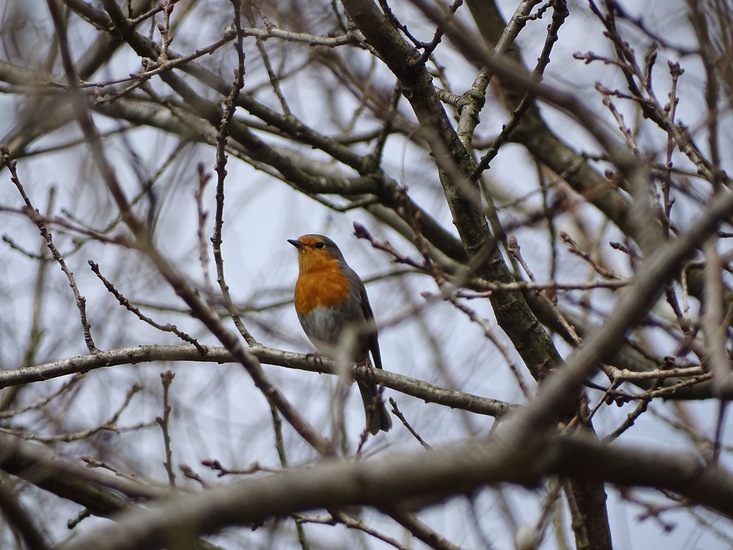 Surae 2018 begin april.