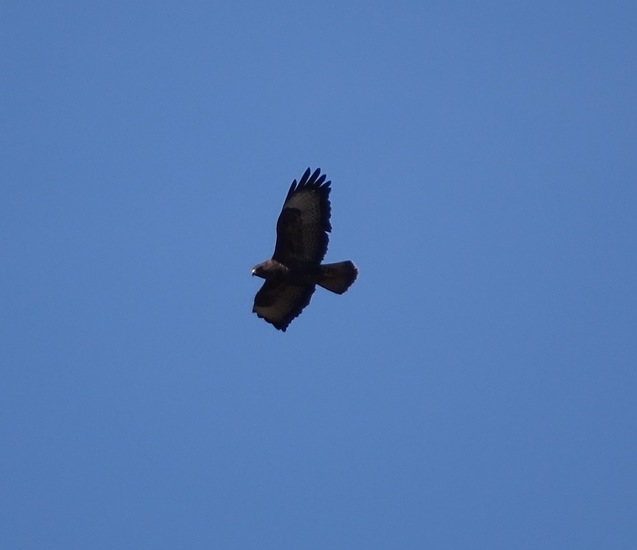 Surae 2018 begin april.