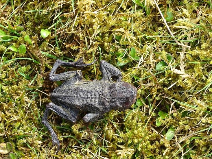 Surae 2018 begin april.