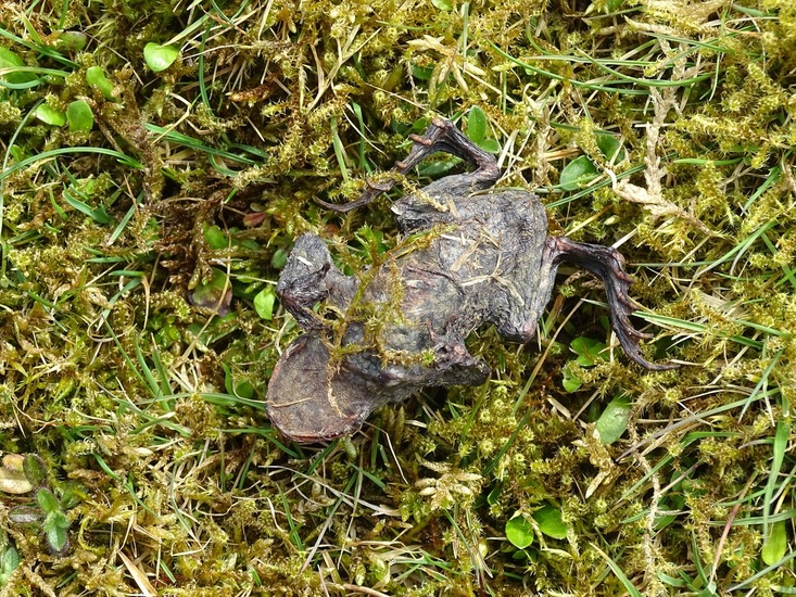 Surae 2018 begin april.