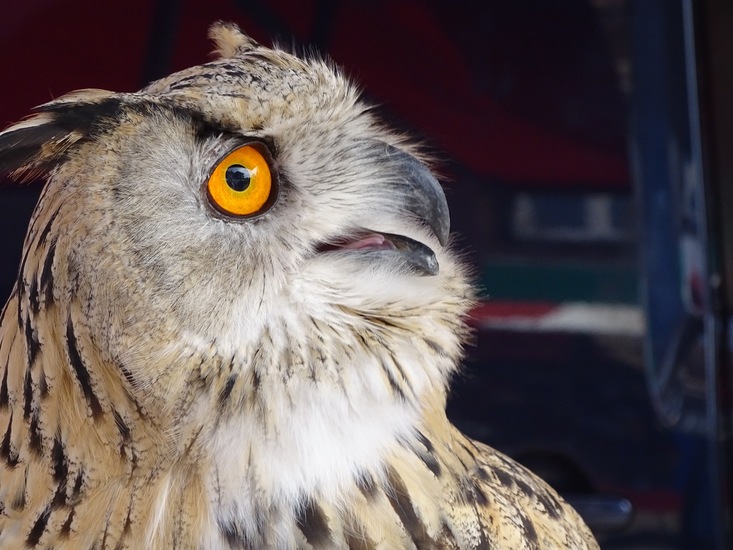 voorjaarsmarkt Rijen