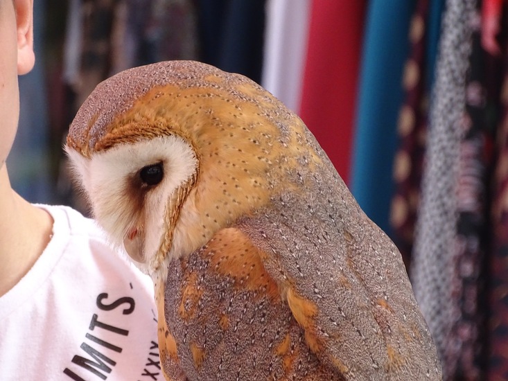 voorjaarsmarkt Rijen