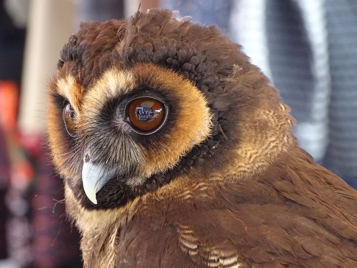 voorjaarsmarkt Rijen