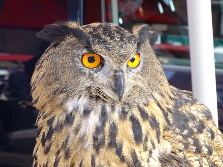 voorjaarsmarkt Rijen