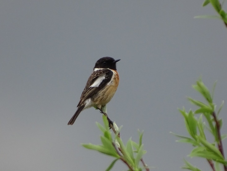 Tussen Dongen en 's Gravenmoer.