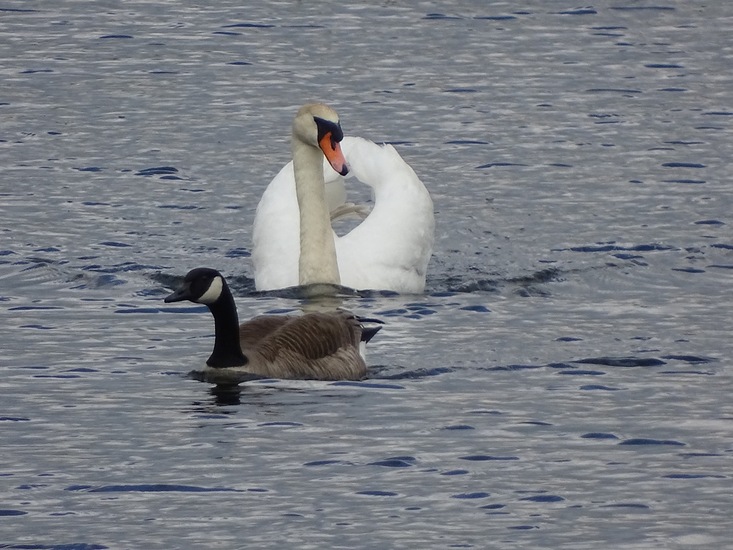 's Gravenmoer 2018 april