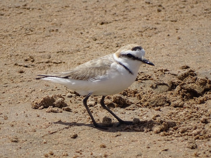 strandplevier Egypte 2018