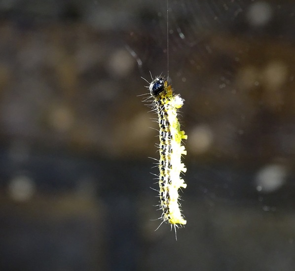 Rups van de Buxusmot