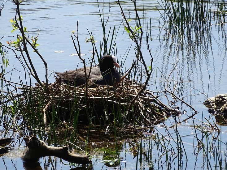 Op het nest mei 2018