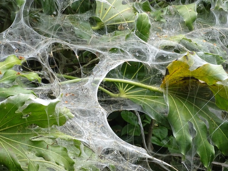 web