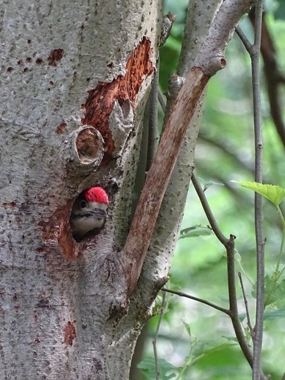 Uitvliegend juni 2018