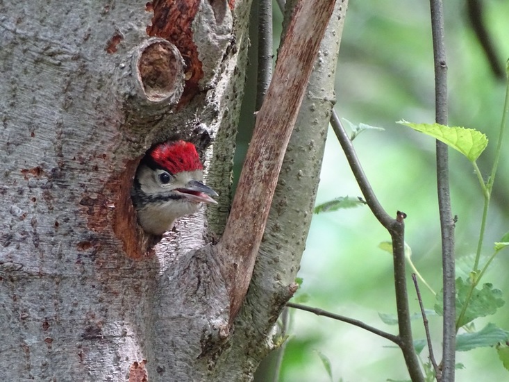 Uitvliegend juni 2018