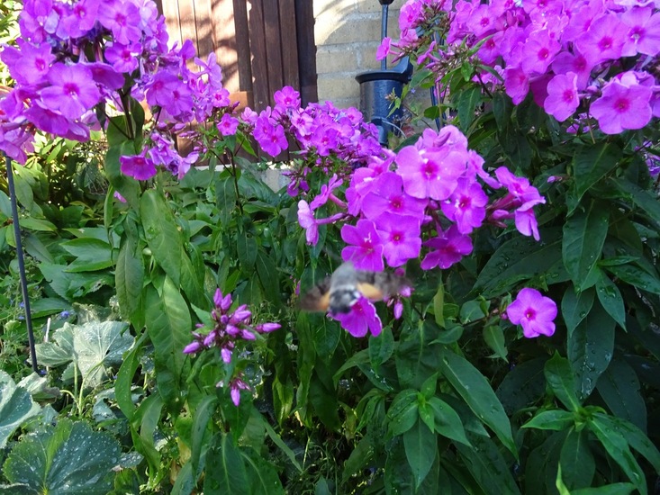 In de tuin juli 2018