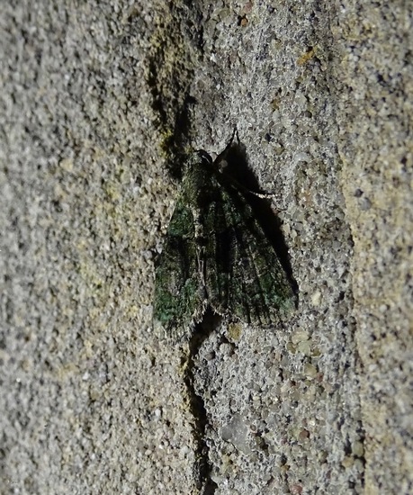 Groendwergspanner? 2018