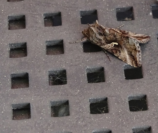 pistooltje/Gamma uiltje