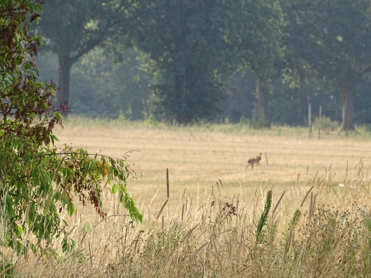 veldje bij dorst