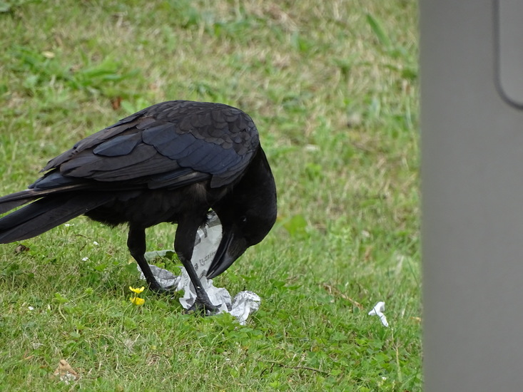 Grangemouth, Schotland