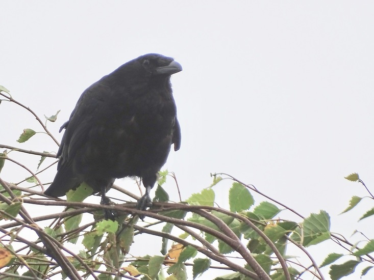 Grangemouth, Schotland