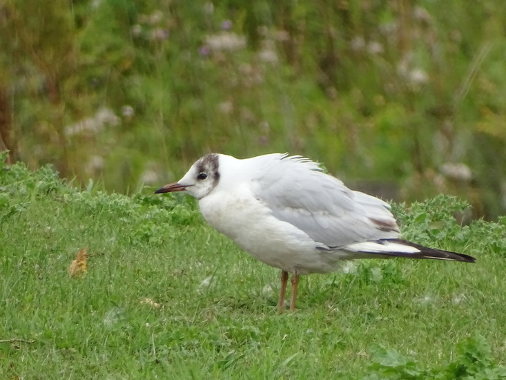 Grangemouth, Schotland
