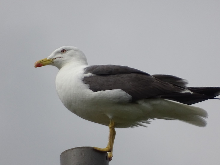 Grangemouth, Schotland