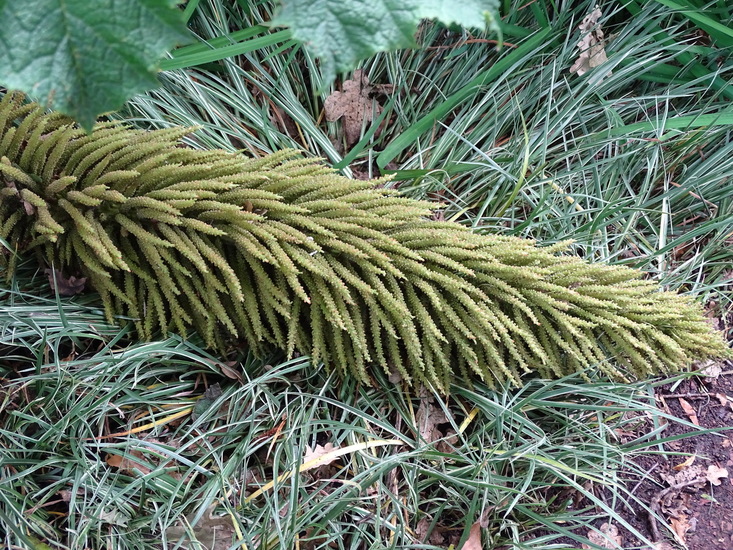 Royal Botanic Garden