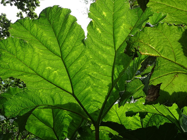 Royal Botanic Garden
