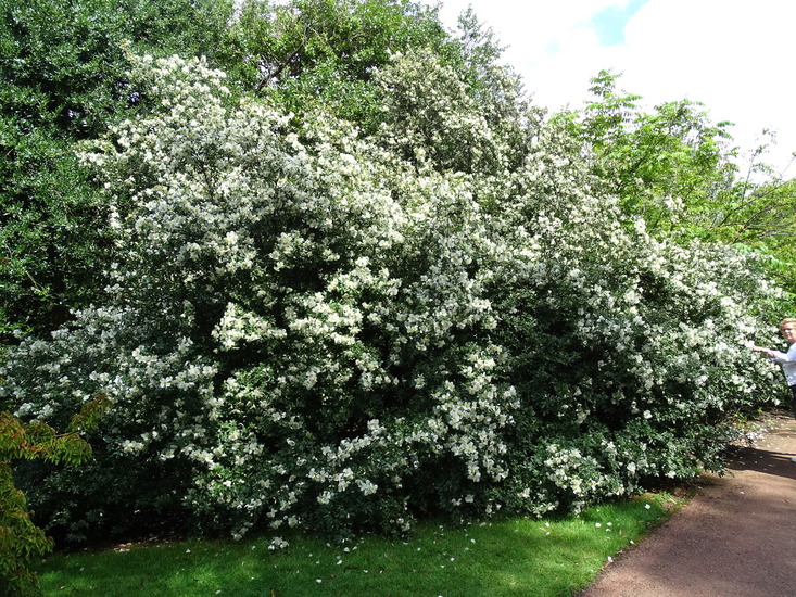 royal Botanic garden