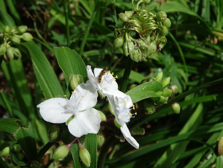 Royal Botanic Garden