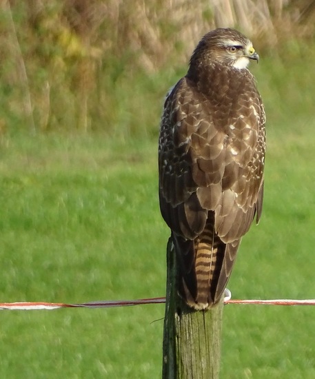 Tussen Rijen en Dongen
