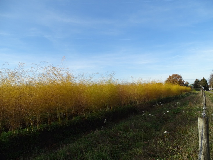 Tussen Dongen en Rijen.