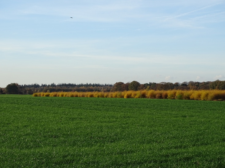 Tussen Dongen en Rijen.