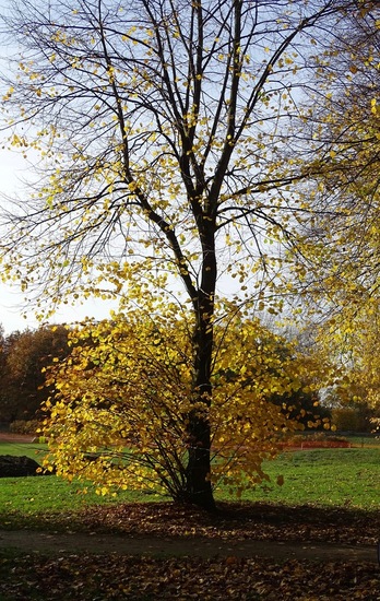 Wolfsweide nov. 2018