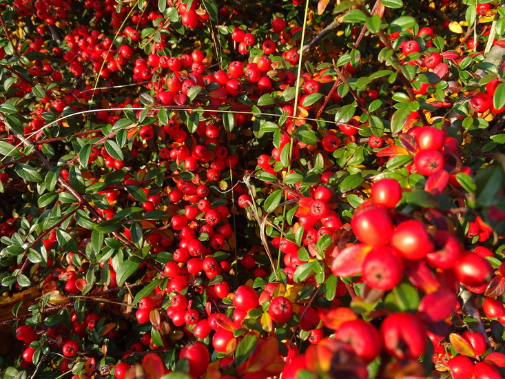 Langs het spoor. 2018 nov.