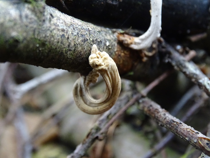 Pijpknotszwam Dongen